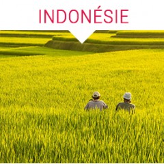 Kit Juillet 2015 : Indonésie